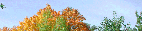 Bäume Herbst